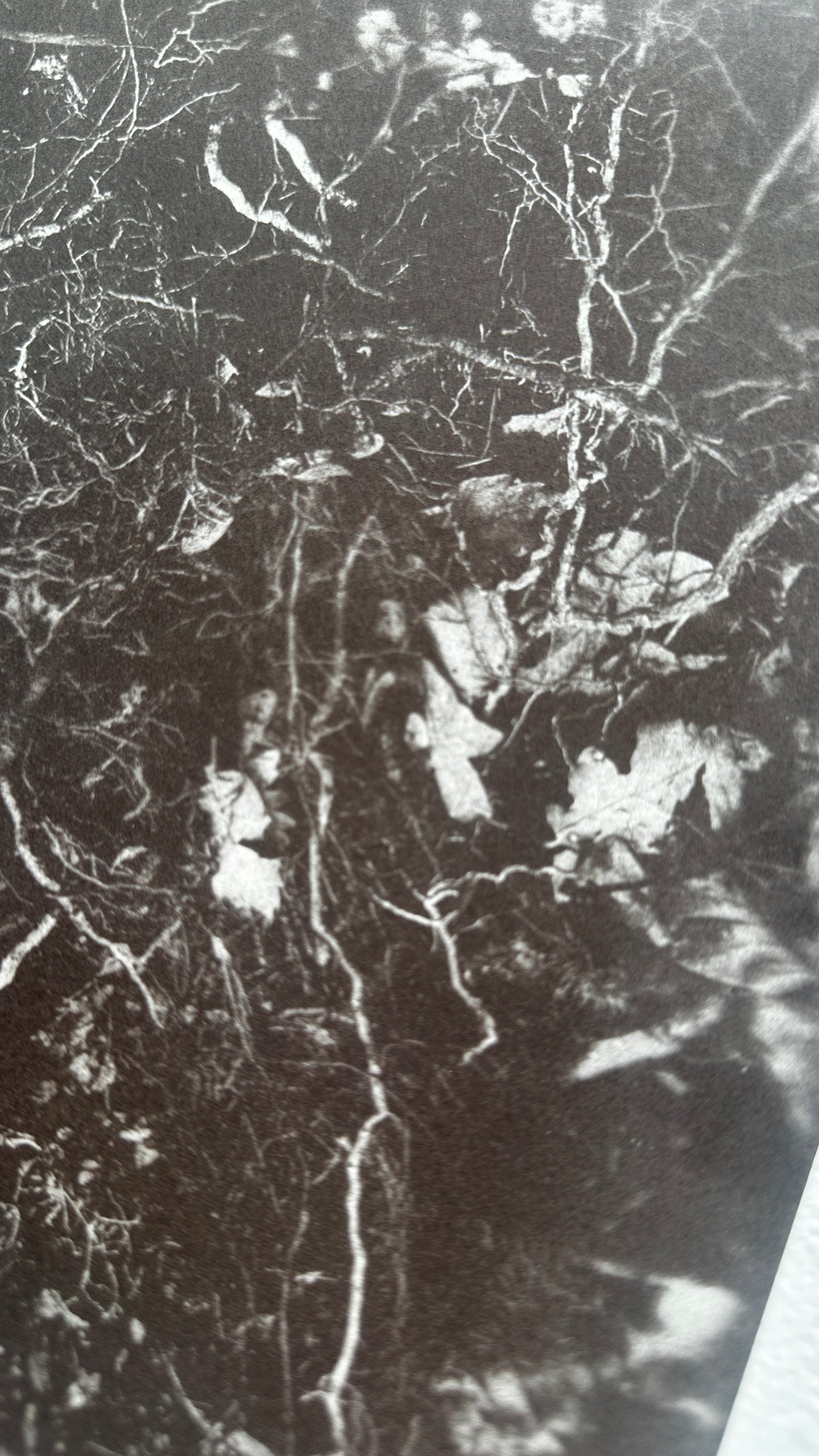 Uncovered / Van Dyke Brown Print / 20x25 cm