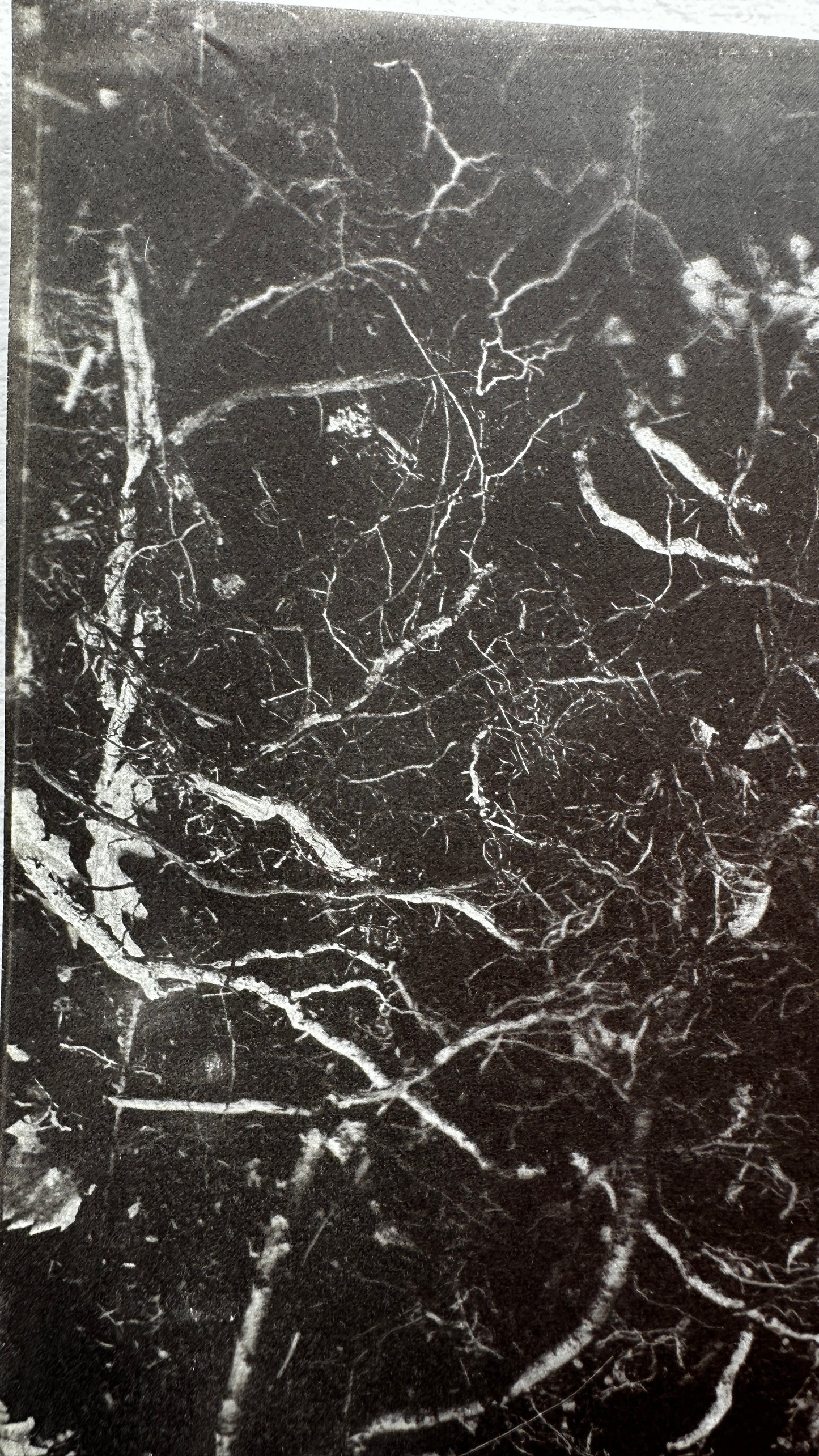 Uncovered / Van Dyke Brown Print / 20x25 cm