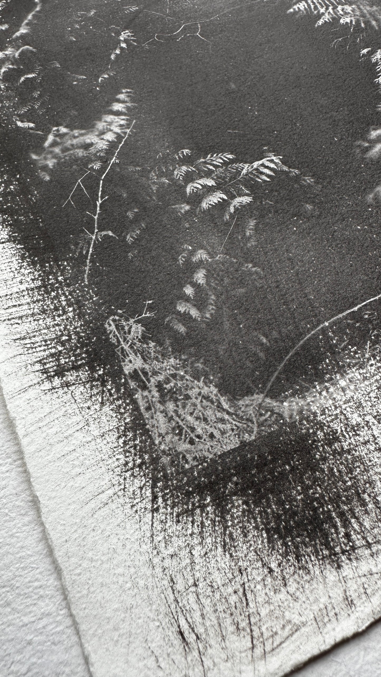 Fern Threshold / Van Dyke Brown Print / 28x39 cm