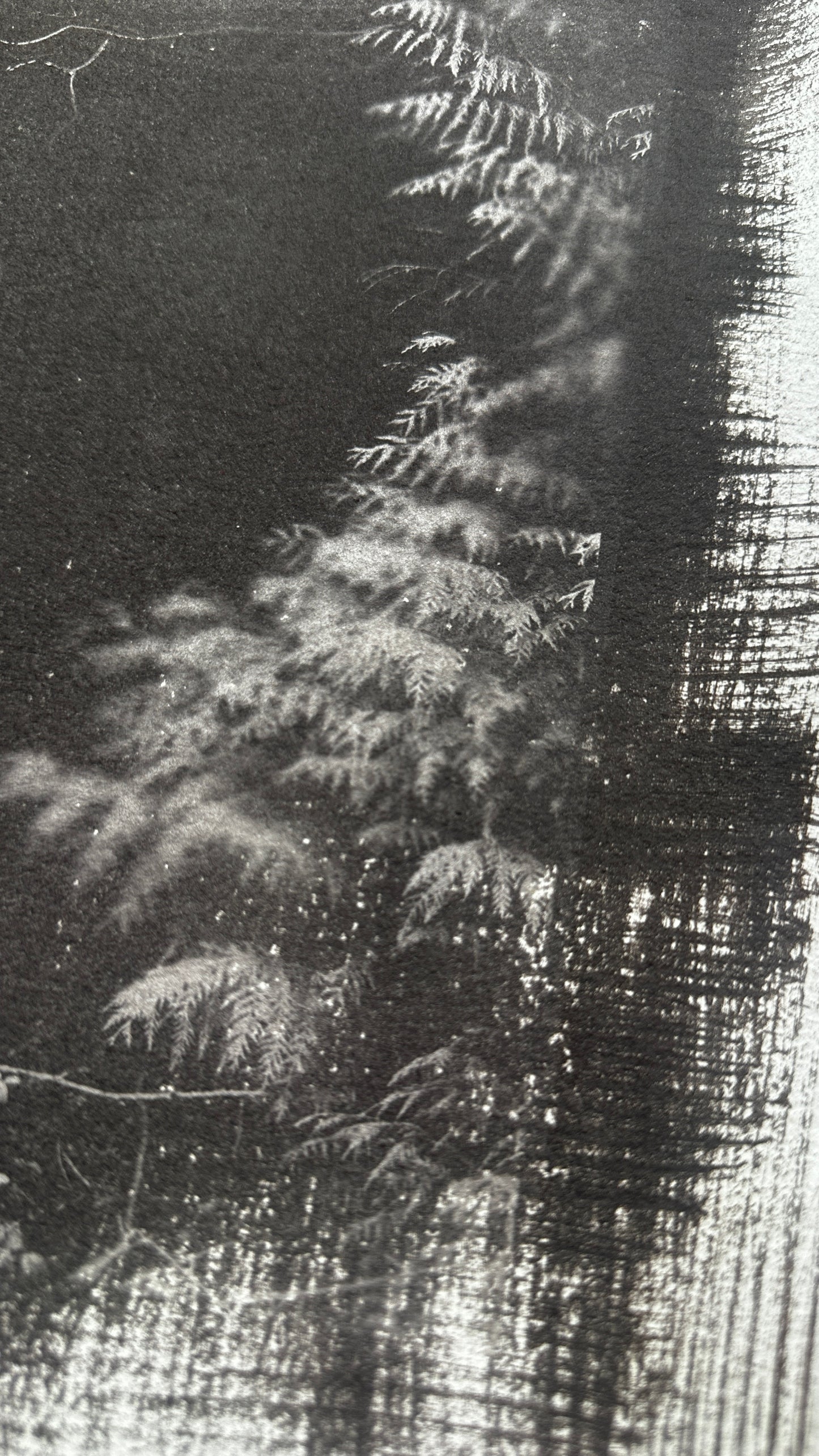 Fern Threshold / Van Dyke Brown Print / 28x39 cm