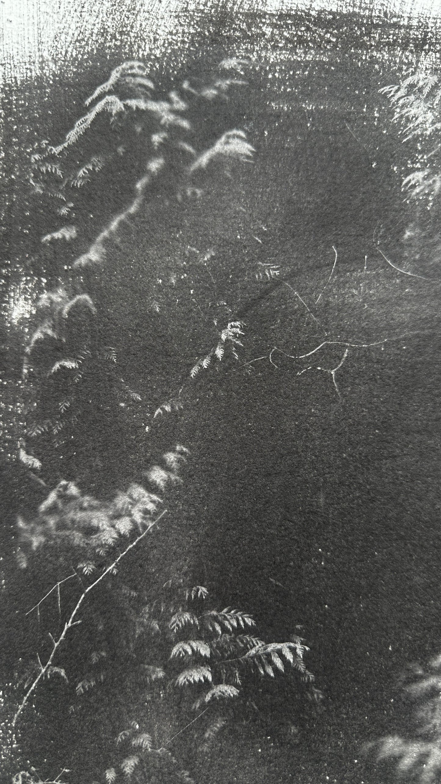 Fern Threshold / Van Dyke Brown Print / 28x39 cm