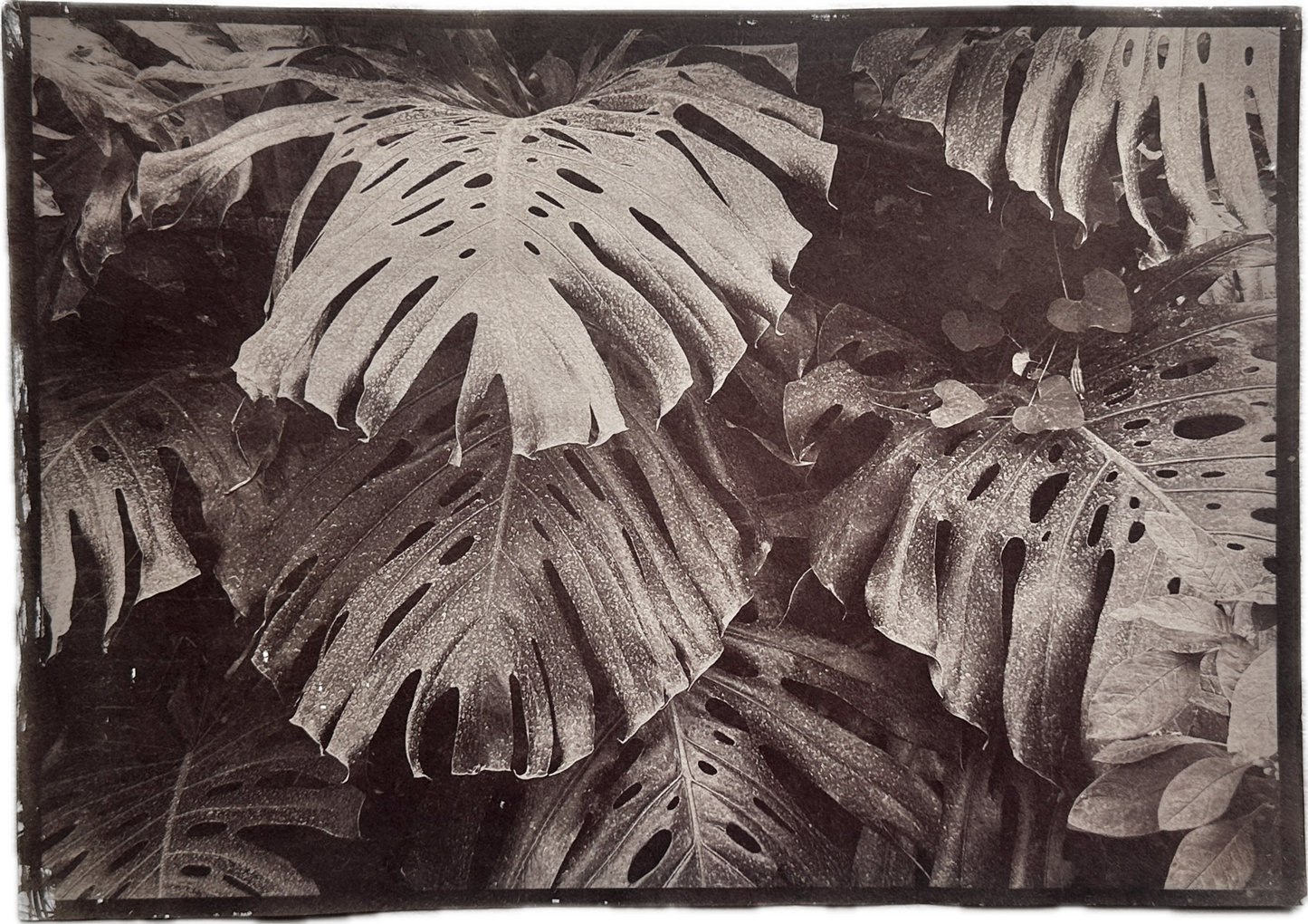 Canopy / Van Dyke Brown Print / 29x20 cm