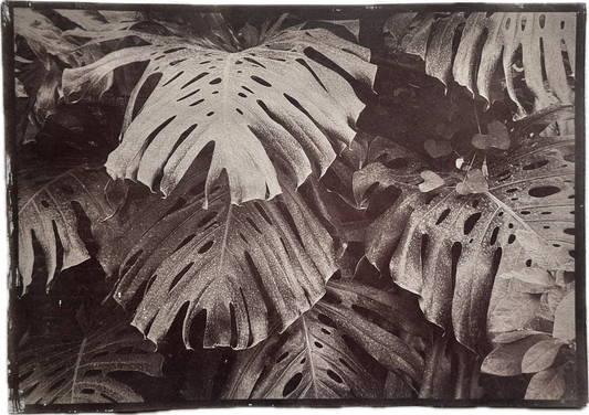Canopy / Van Dyke Brown Print / 29x20 cm