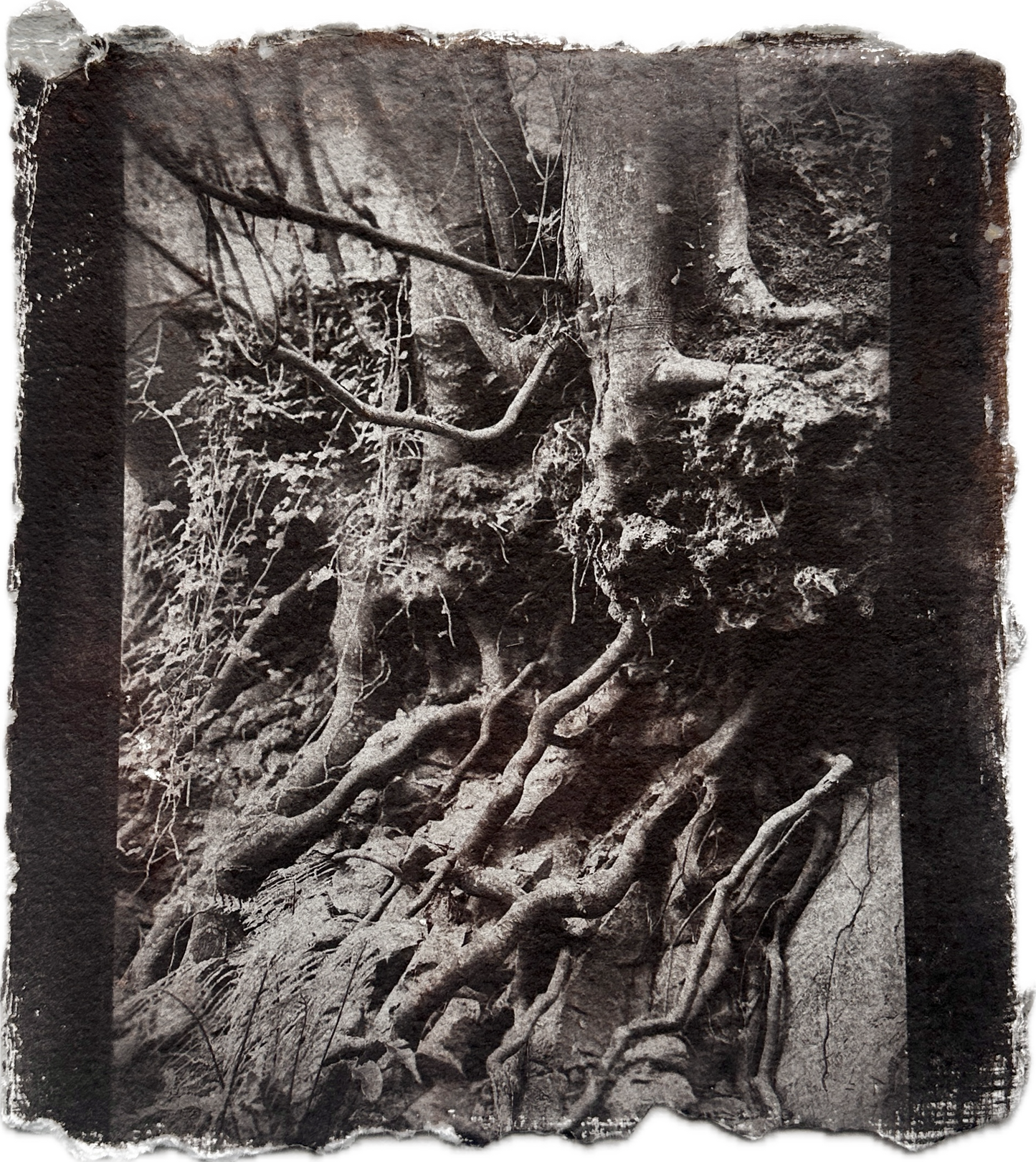 Anchored / Van Dyke Brown Print / 28x28 cm