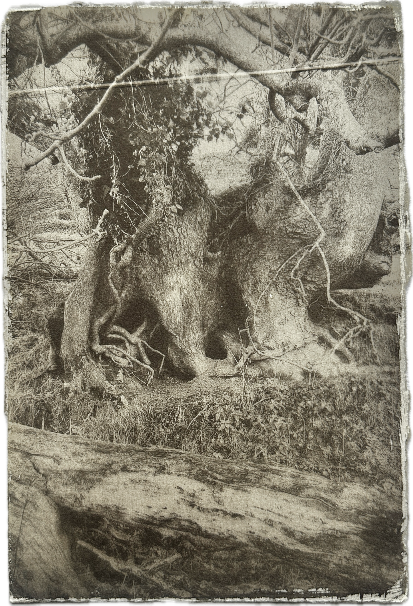 Hollow / Van Dyke Brown Print / 20x28 cm