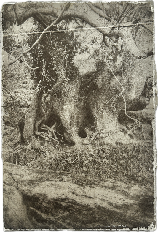 Hollow / Van Dyke Brown Print / 20x28 cm
