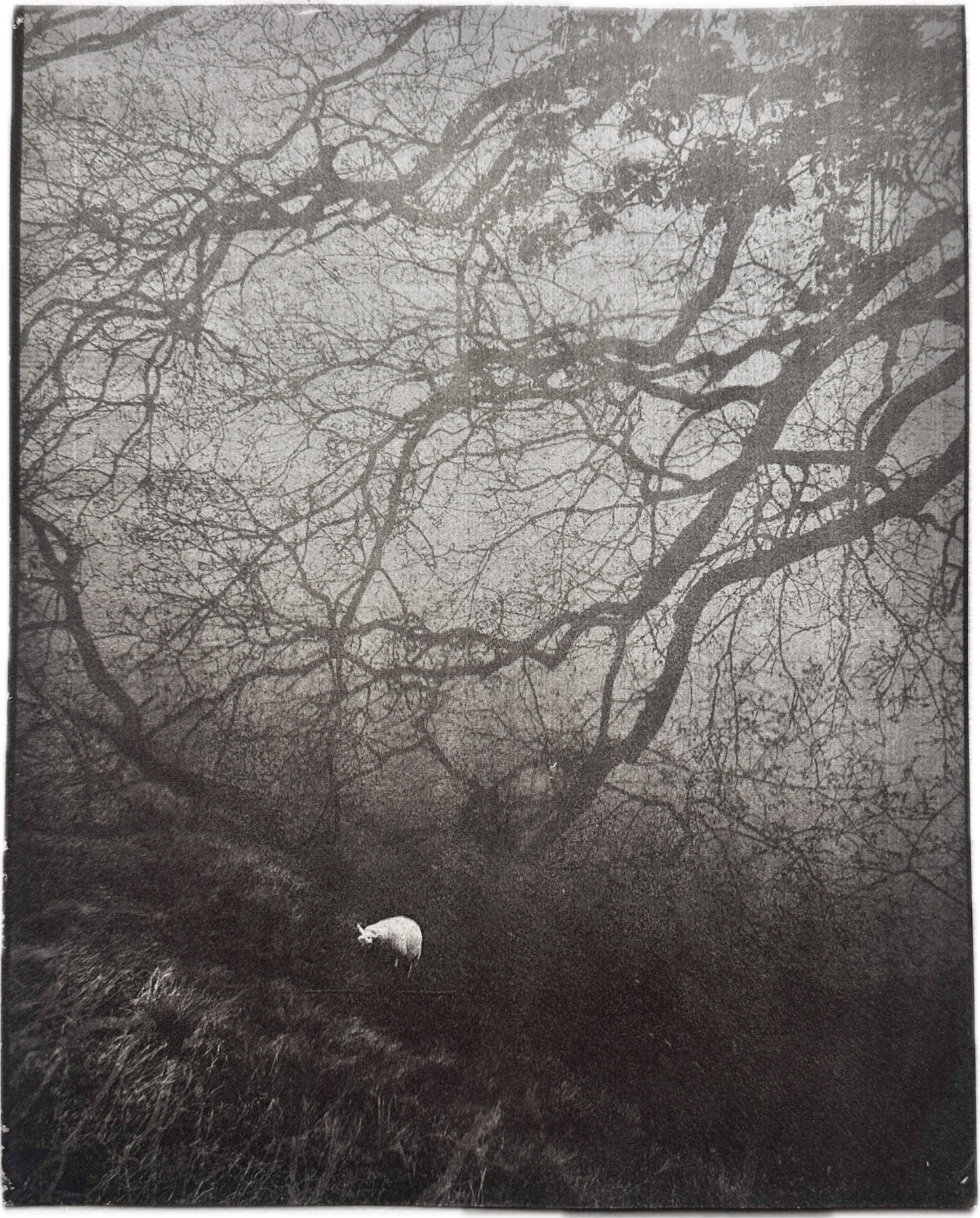 Signal / Van Dyke Brown Print / 20x25 cm