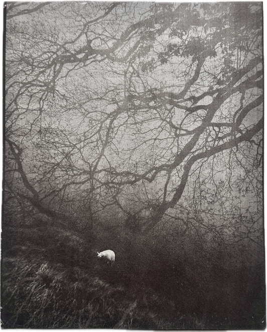 Signal / Van Dyke Brown Print / 20x25 cm