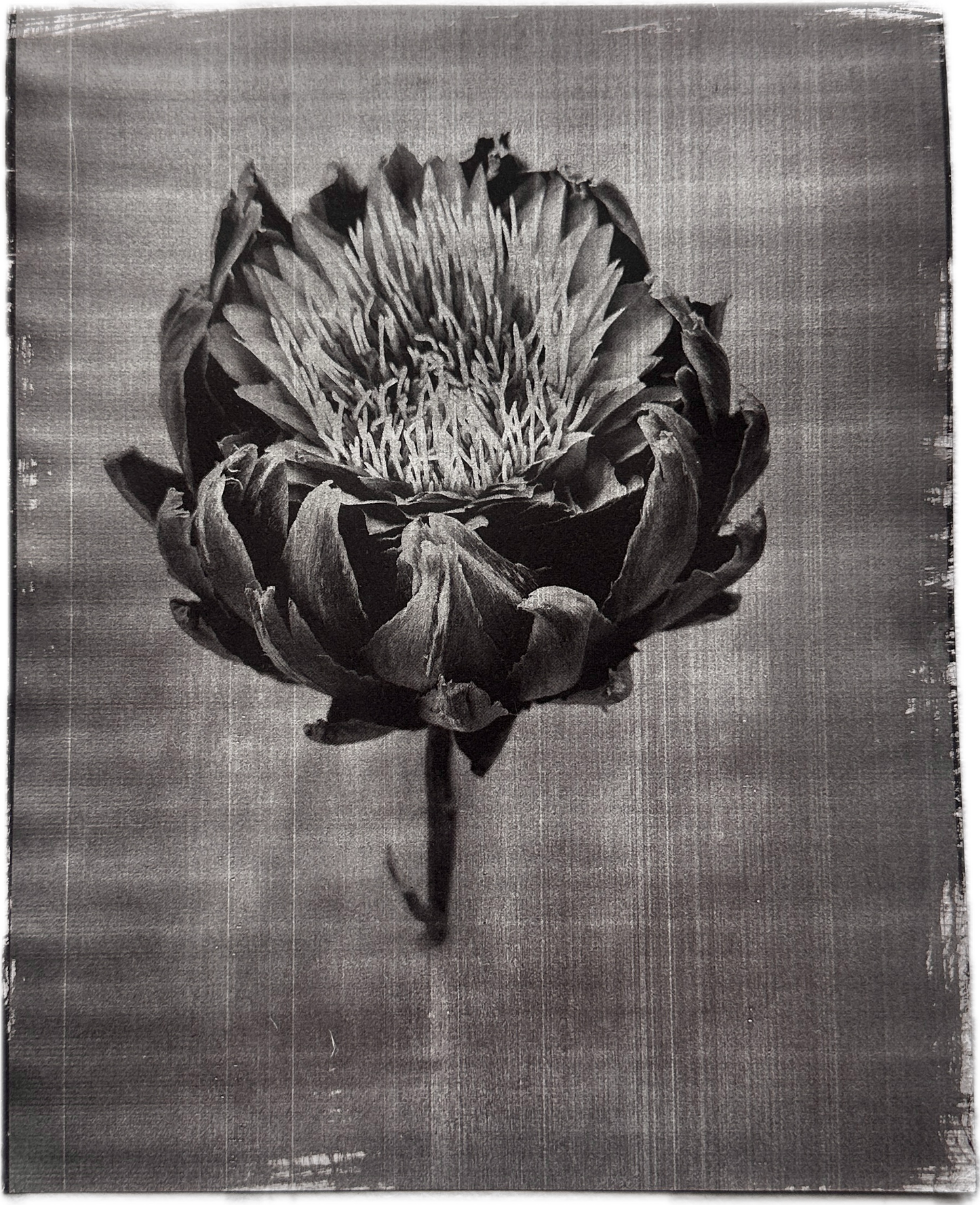 Protea / Van Dyke Brown Print / 25x20 cm
