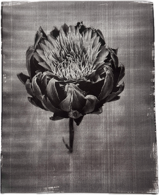 Protea / Van Dyke Brown Print / 25x20 cm