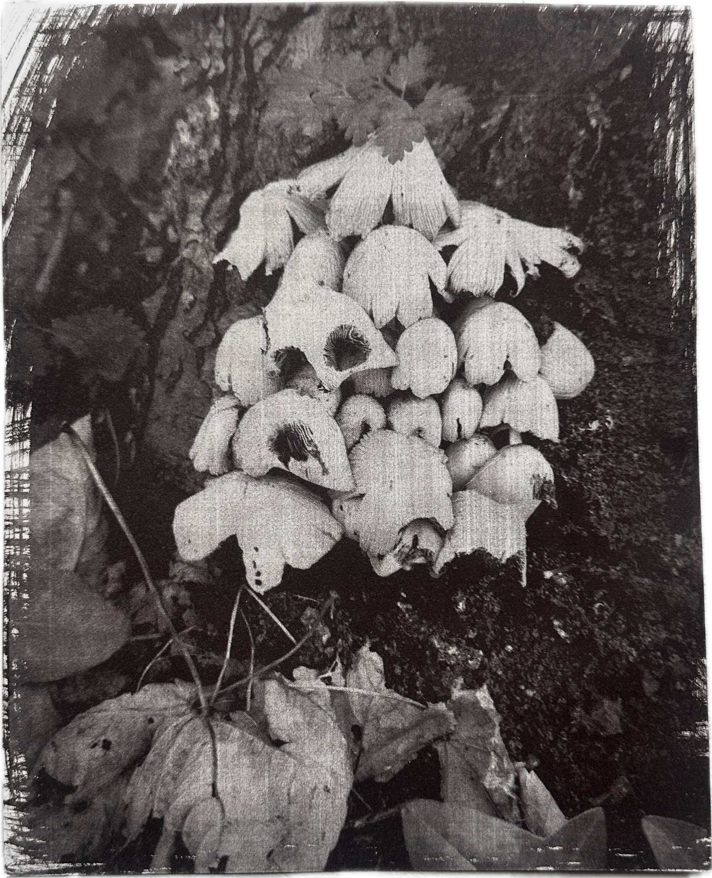 Colony / Van Dyke Brown Print / 20x25 cm