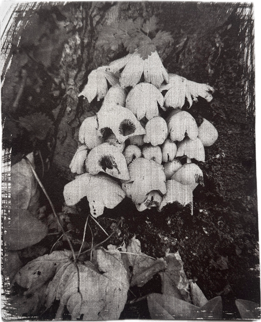 Colony / Van Dyke Brown Print / 20x25 cm