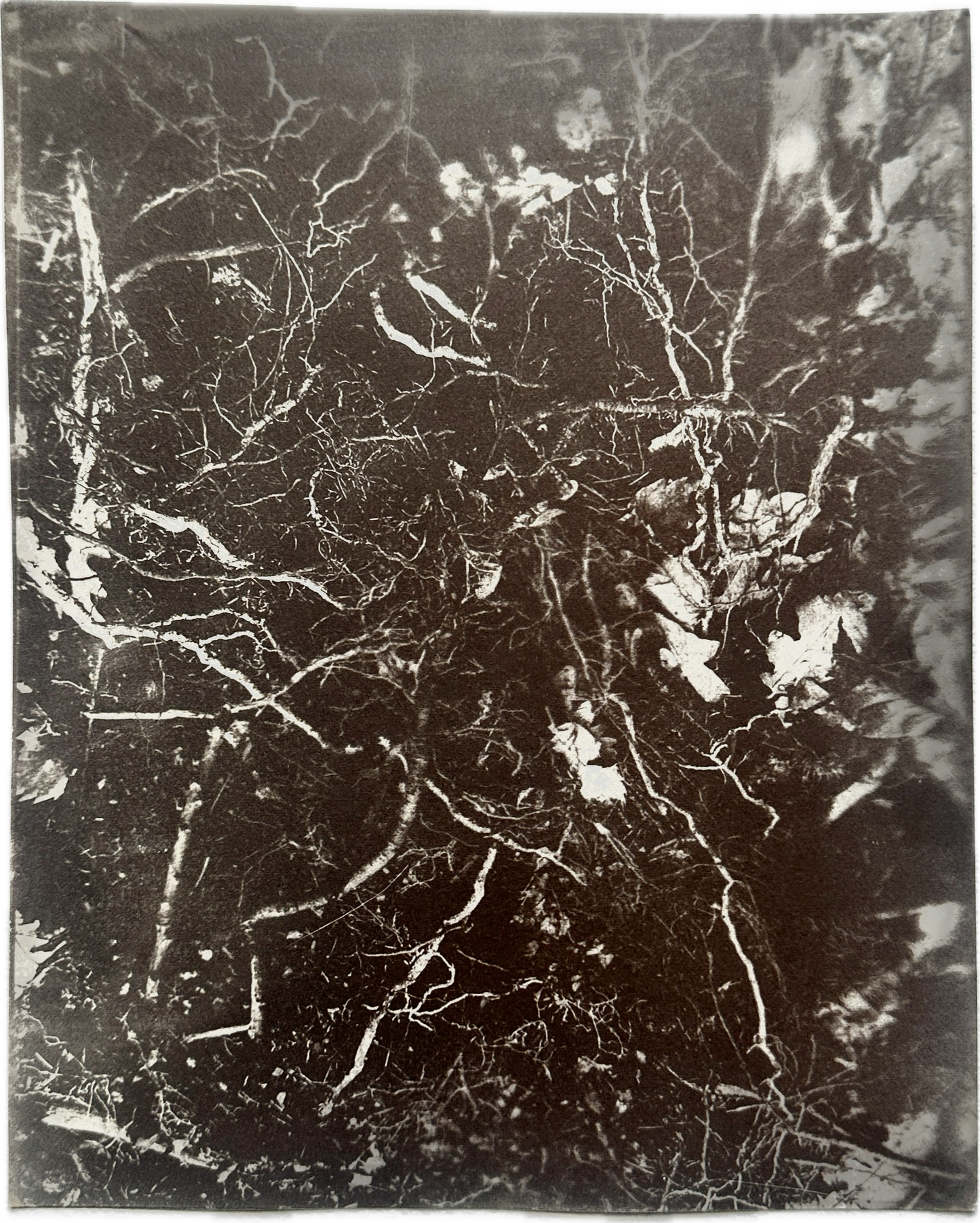 Uncovered / Van Dyke Brown Print / 20x25 cm