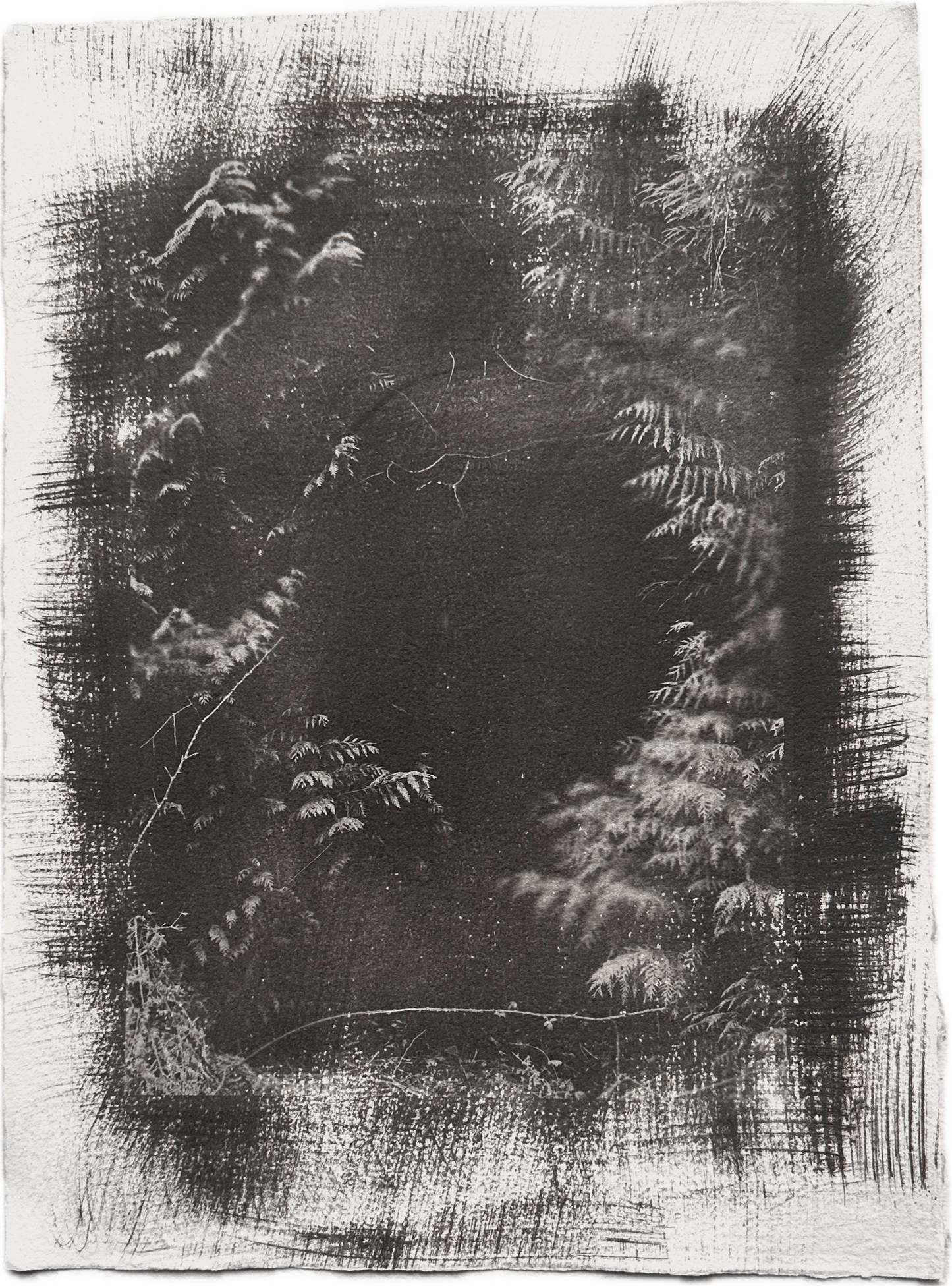 Fern Threshold / Van Dyke Brown Print / 28x39 cm