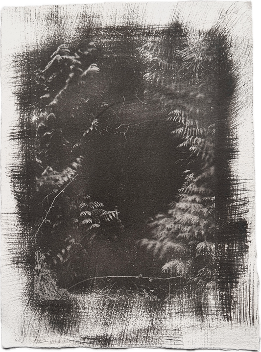 Fern Threshold / Van Dyke Brown Print / 28x39 cm