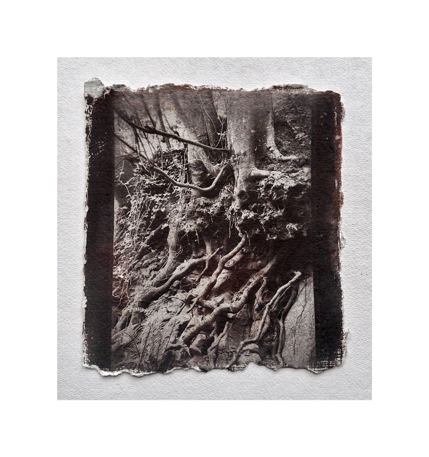 Anchored / Van Dyke Brown Print / 28x28 cm