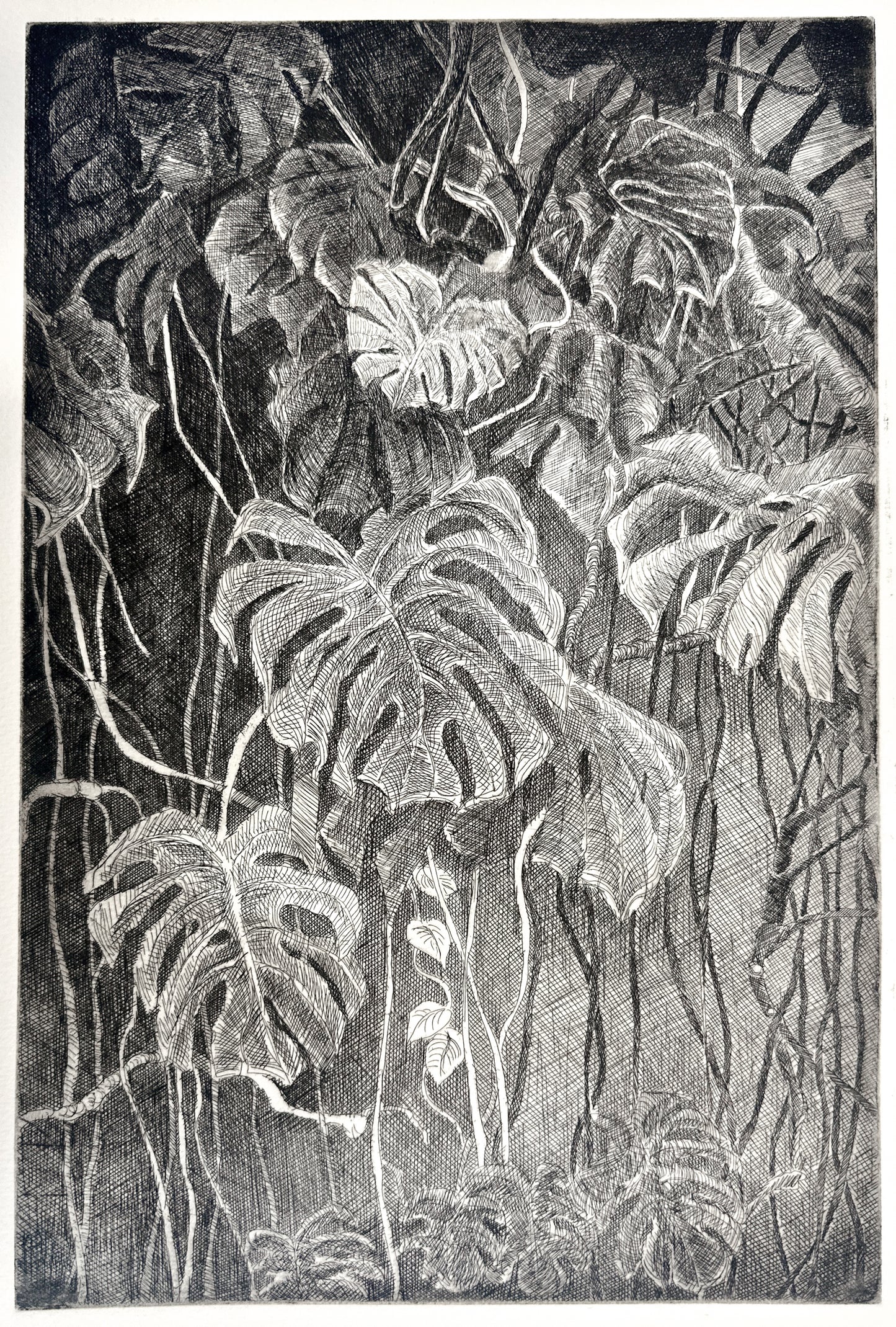 Monstera / Etching / 28x38cm