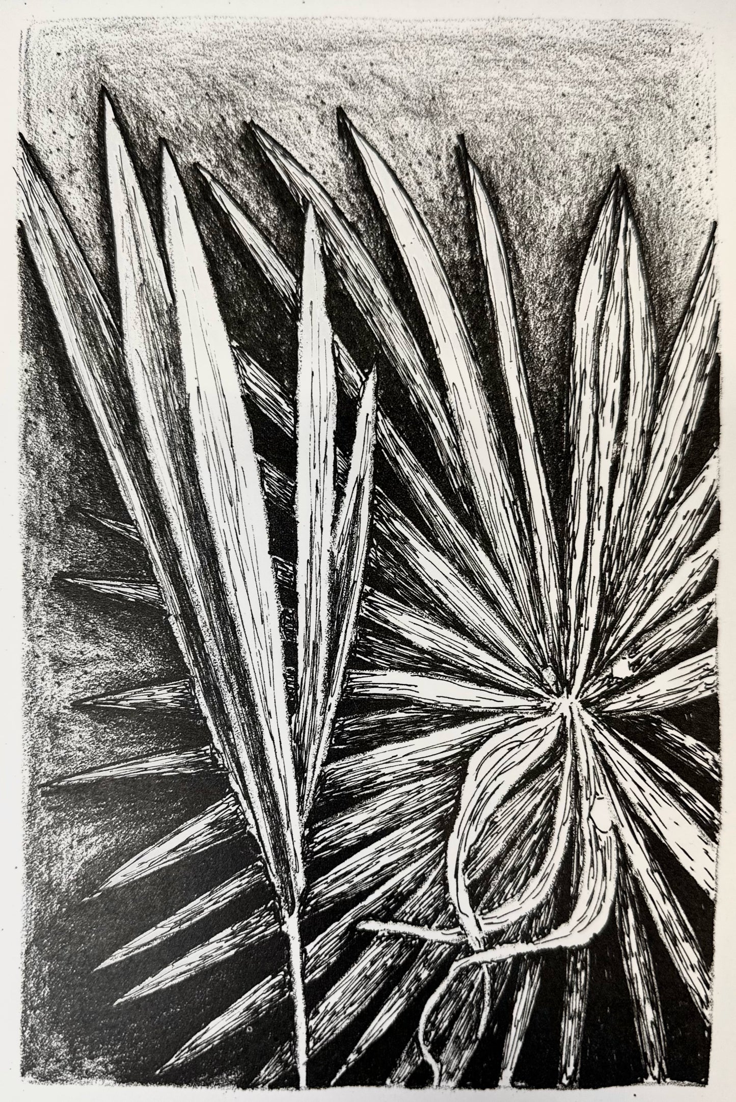 Palm/ Lithography / 17x23 cm