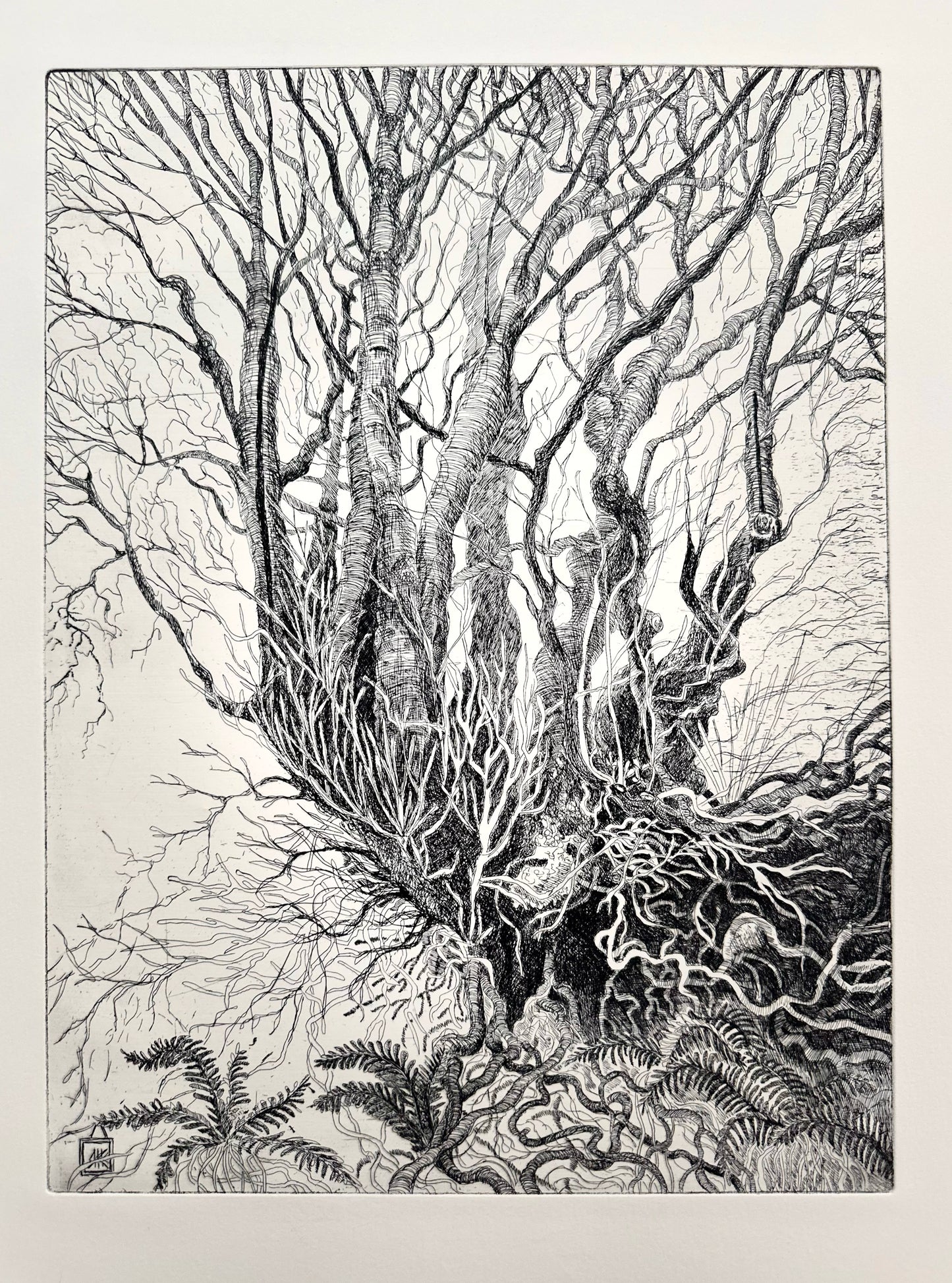 Rooted / Etching / 38x57cm