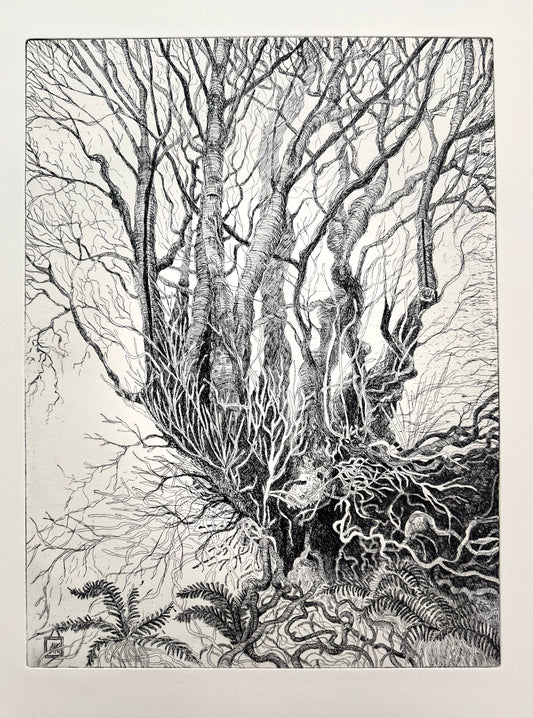Rooted / Etching / 38x57cm