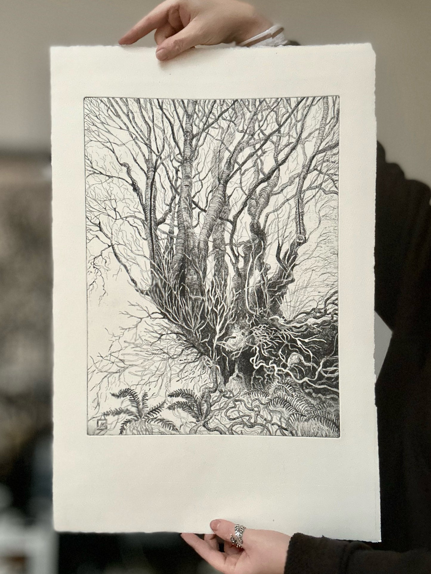 Rooted / Etching / 38x57cm