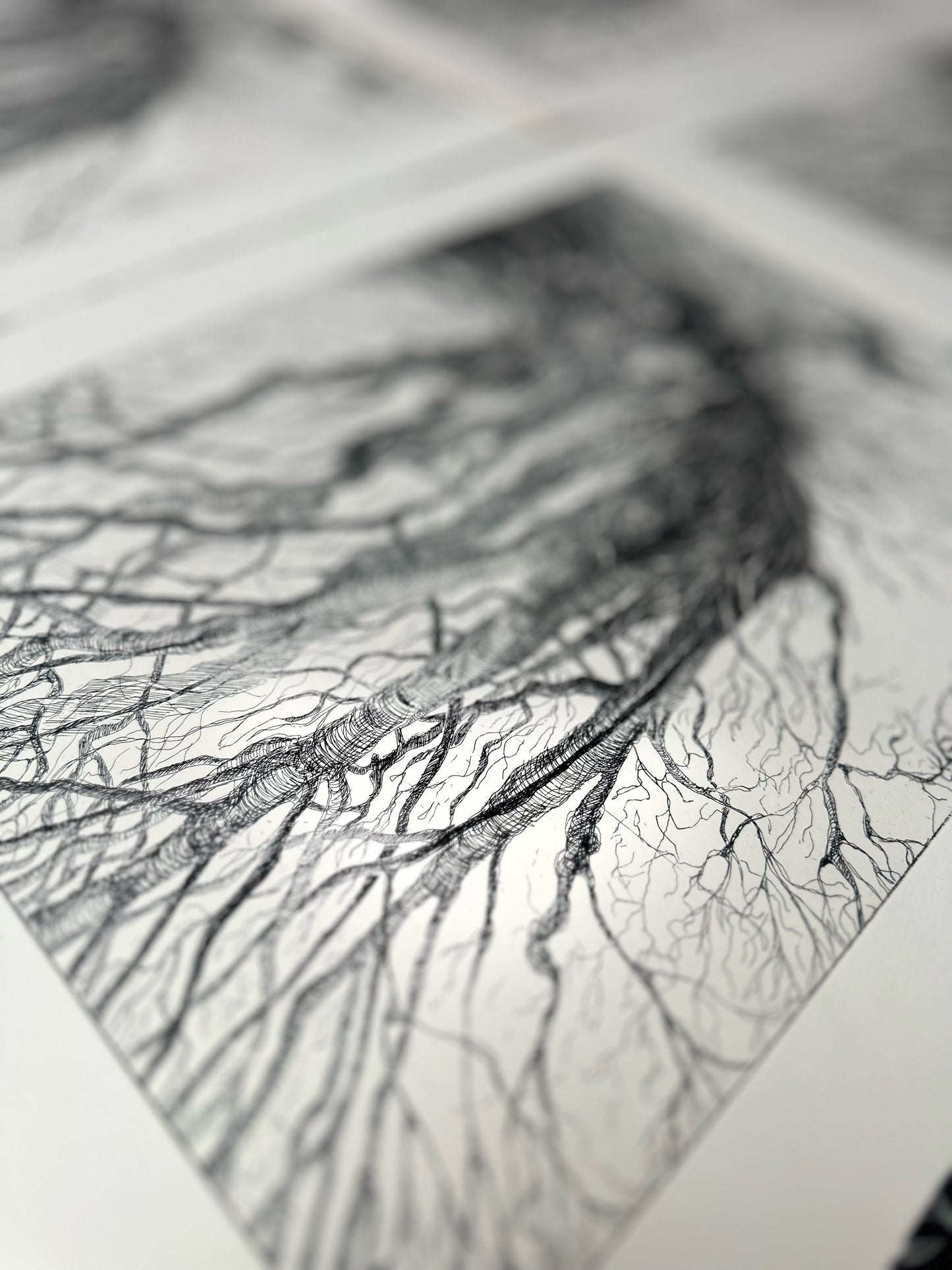 Rooted / Etching / 38x57cm