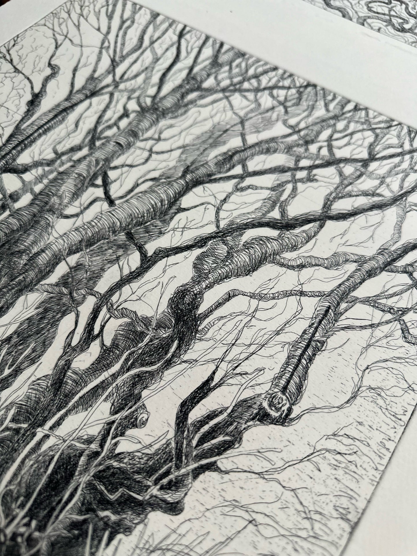 Rooted / Etching / 38x57cm