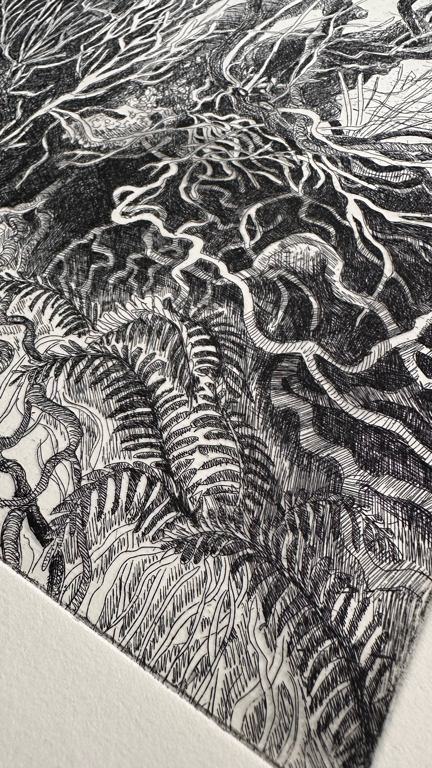 Rooted / Etching / 38x57cm